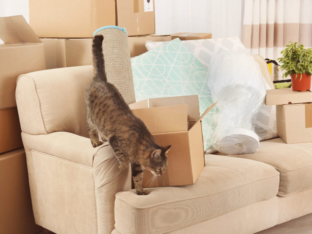引っ越し中のソファと段ボールの上に乗る猫